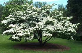 dogwoodtree.jpg